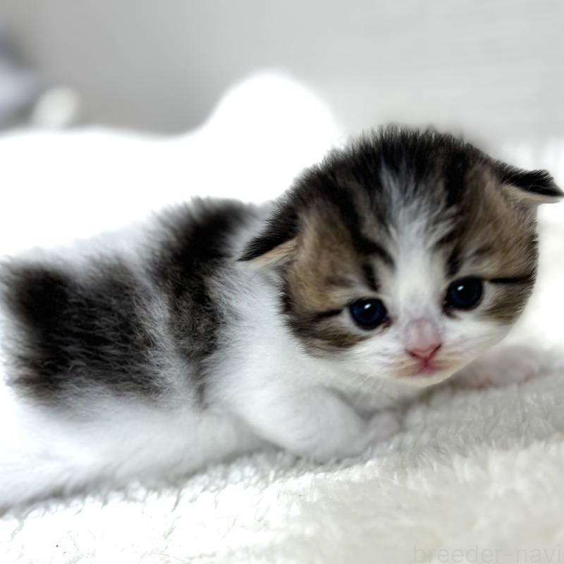 販売中の埼玉県のフォールデックス-139153の2枚目