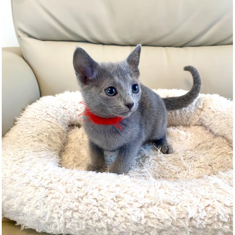 販売中の東京都のロシアンブルー-136805の21枚目