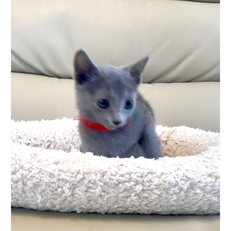 販売中の東京都のロシアンブルー-136805の20枚目