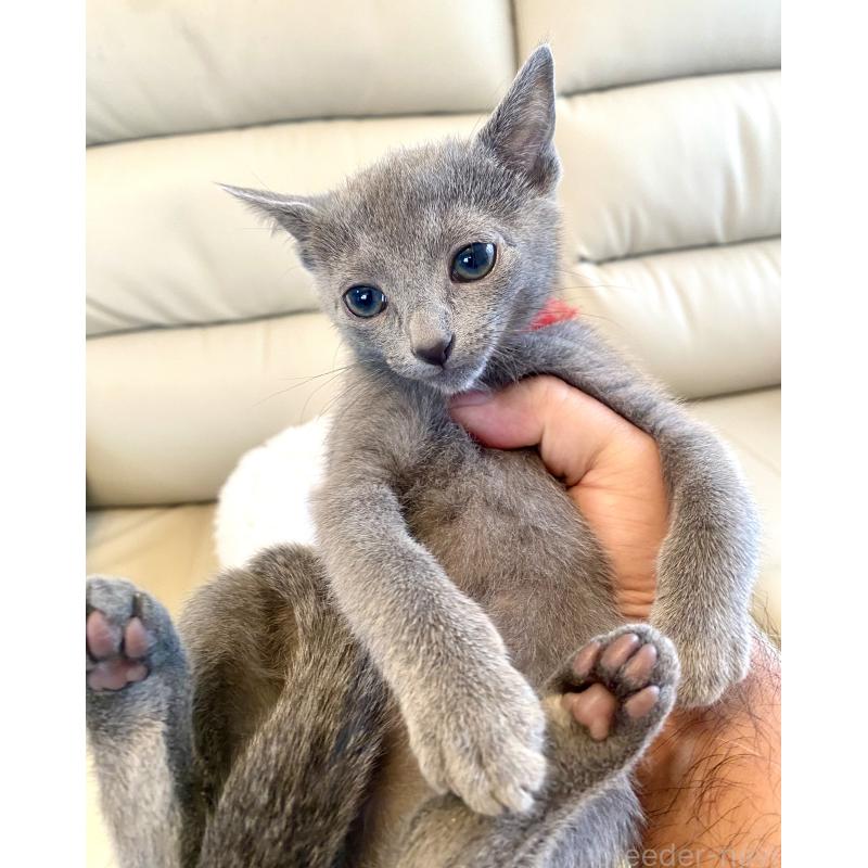 販売中の東京都のロシアンブルー-136805の18枚目