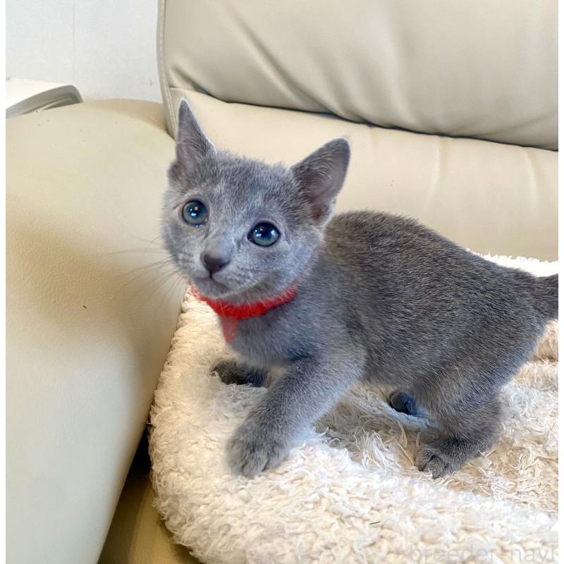 販売中の東京都のロシアンブルー-136805の17枚目