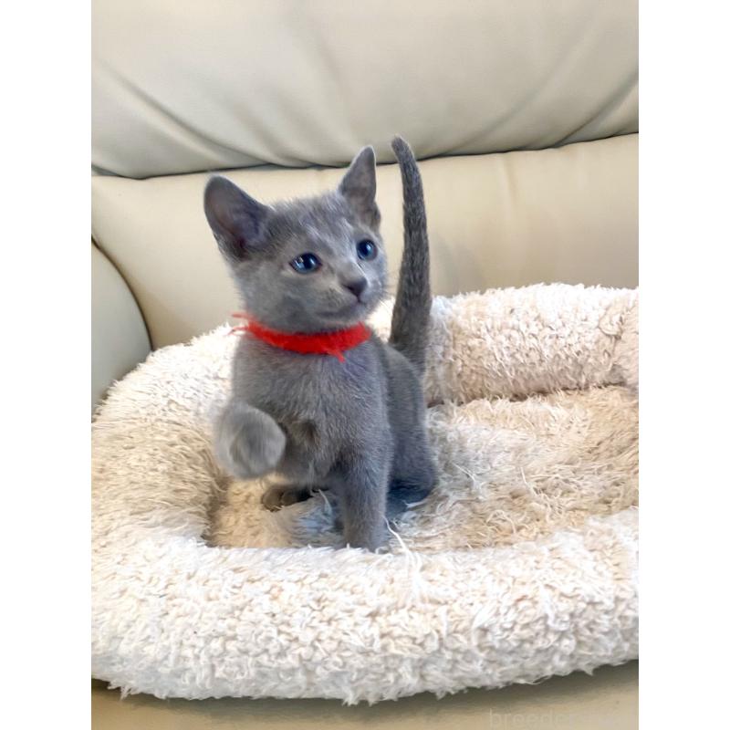 販売中の東京都のロシアンブルー-136805の16枚目