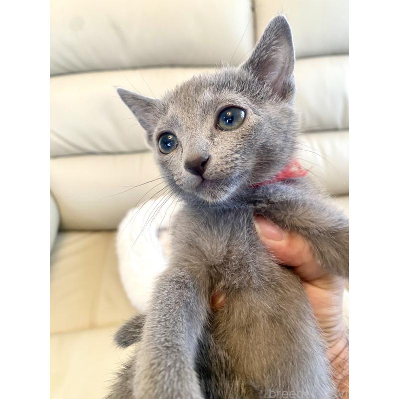 販売中の東京都のロシアンブルー-136805の15枚目