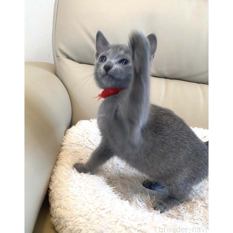 販売中の東京都のロシアンブルー-136805の14枚目