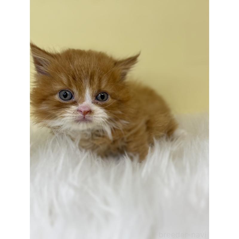 販売中の埼玉県のマンチカン(短足)-139043の2枚目