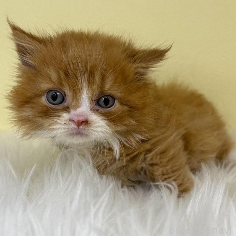 販売中の埼玉県のマンチカン(短足)-139043の1枚目