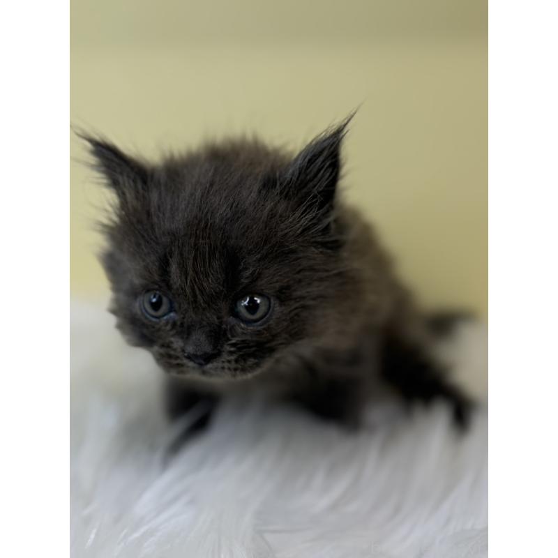 販売中の埼玉県のマンチカン-139044の3枚目