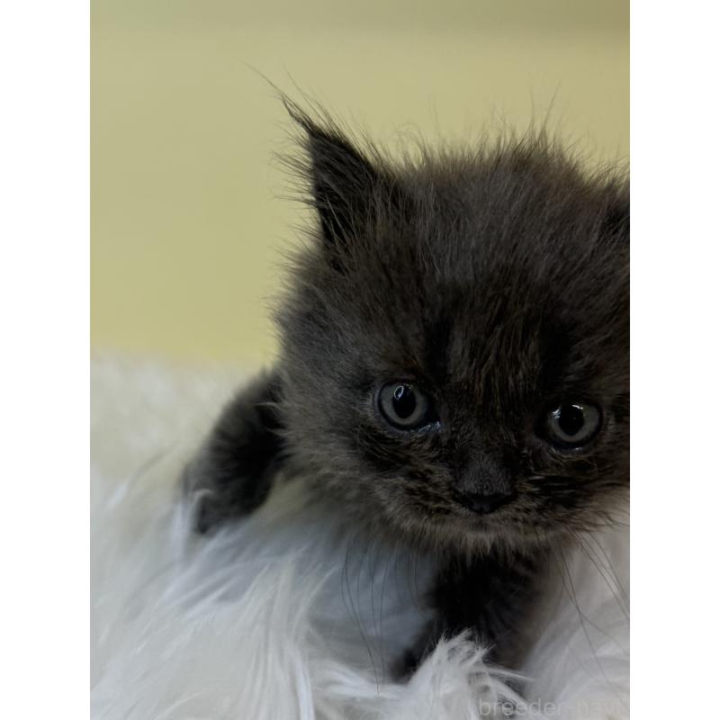 販売中の埼玉県のマンチカン-139044の2枚目