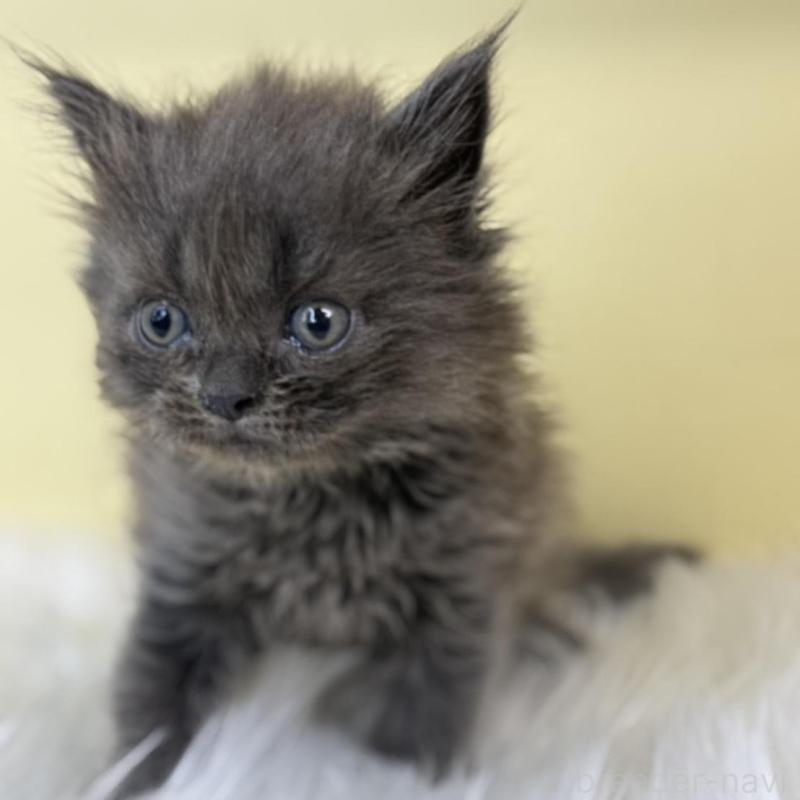 販売中の埼玉県のマンチカン-139044の1枚目