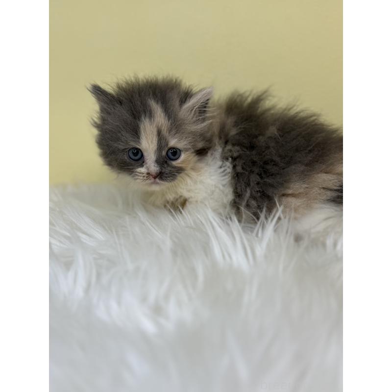 販売中の埼玉県のスコティッシュフォールド-139045の4枚目