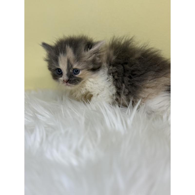 販売中の埼玉県のスコティッシュフォールド-139045の3枚目