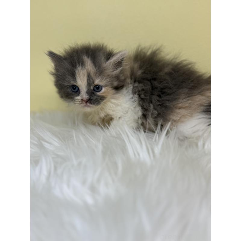 販売中の埼玉県のスコティッシュフォールド-139045の2枚目