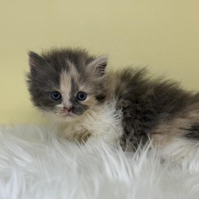 販売中の埼玉県のスコティッシュフォールド-139045の1枚目