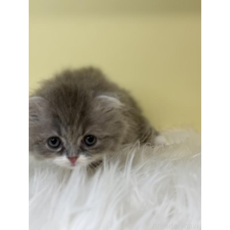 販売中の埼玉県のスコティッシュフォールド(折れ耳)-139046の4枚目