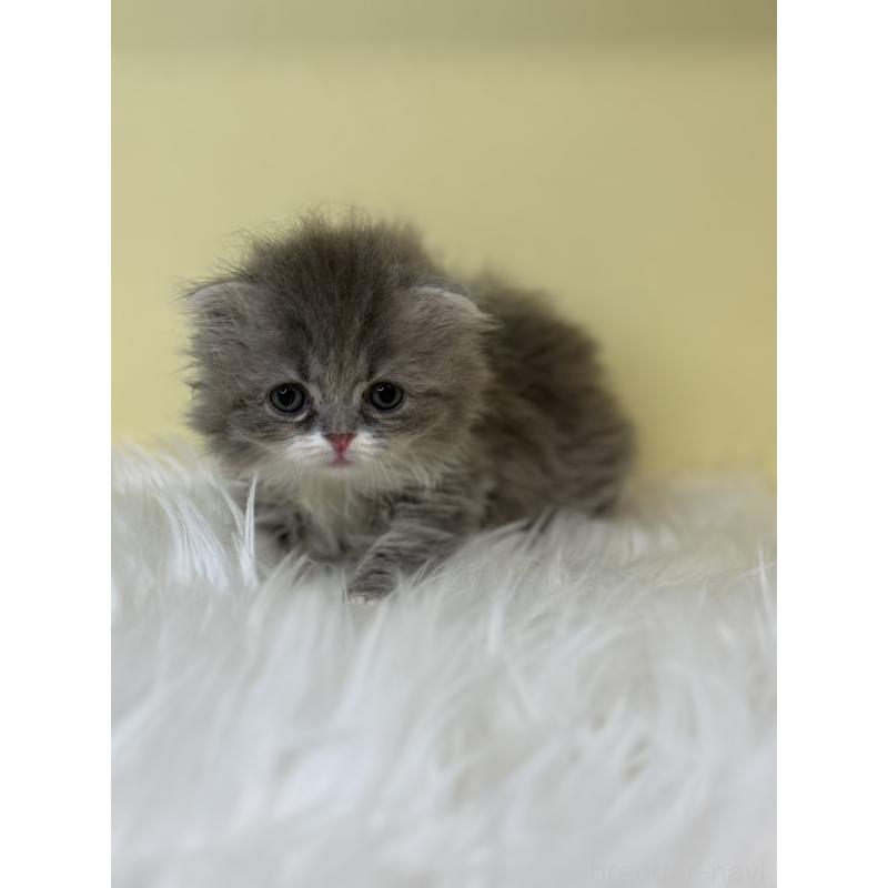 販売中の埼玉県のスコティッシュフォールド(折れ耳)-139046の3枚目