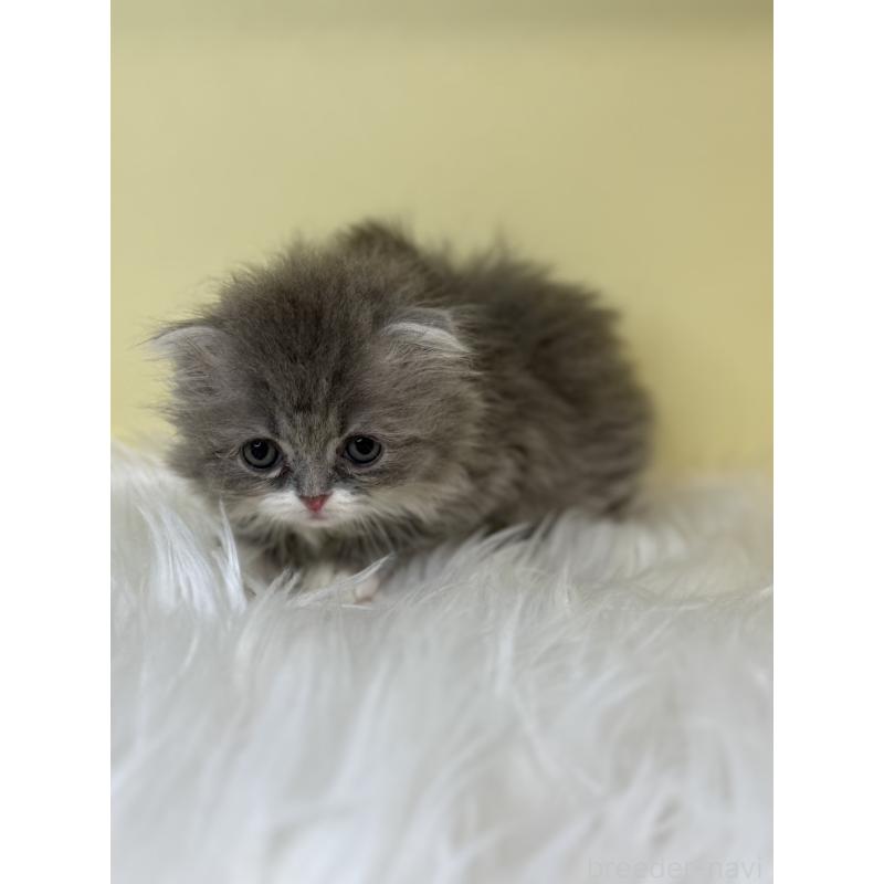 販売中の埼玉県のスコティッシュフォールド(折れ耳)-139046の2枚目