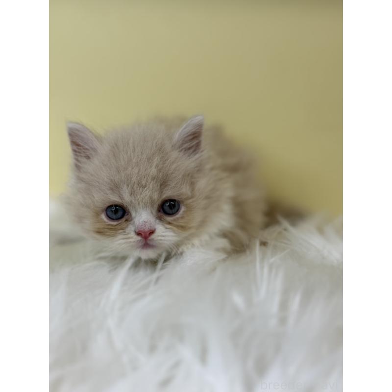 販売中の埼玉県のスコティッシュフォールド(折れ耳)-139047の4枚目