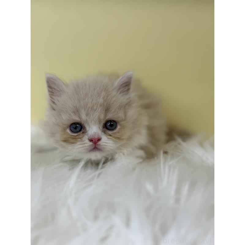 販売中の埼玉県のスコティッシュフォールド(折れ耳)-139047の3枚目