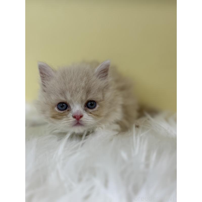 販売中の埼玉県のスコティッシュフォールド(折れ耳)-139047の2枚目