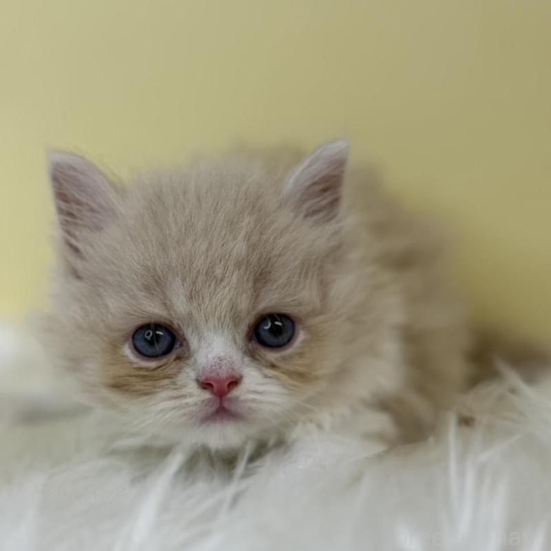 販売中の埼玉県のスコティッシュフォールド(折れ耳)-139047の1枚目