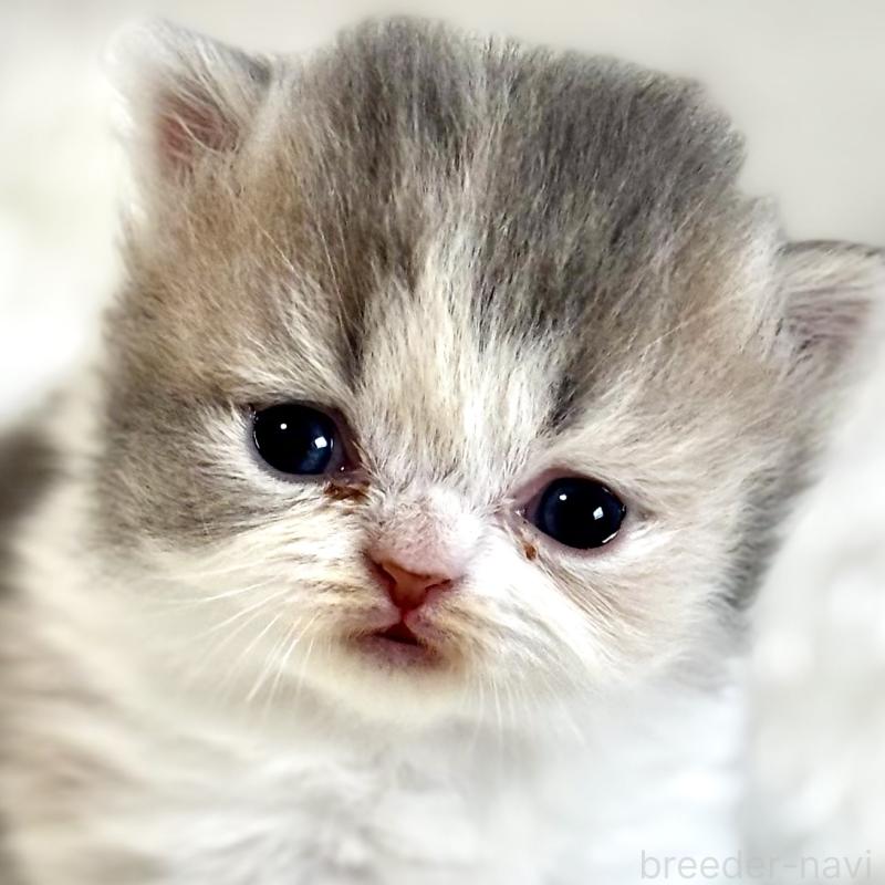 販売中の埼玉県のフォールデックス-139154