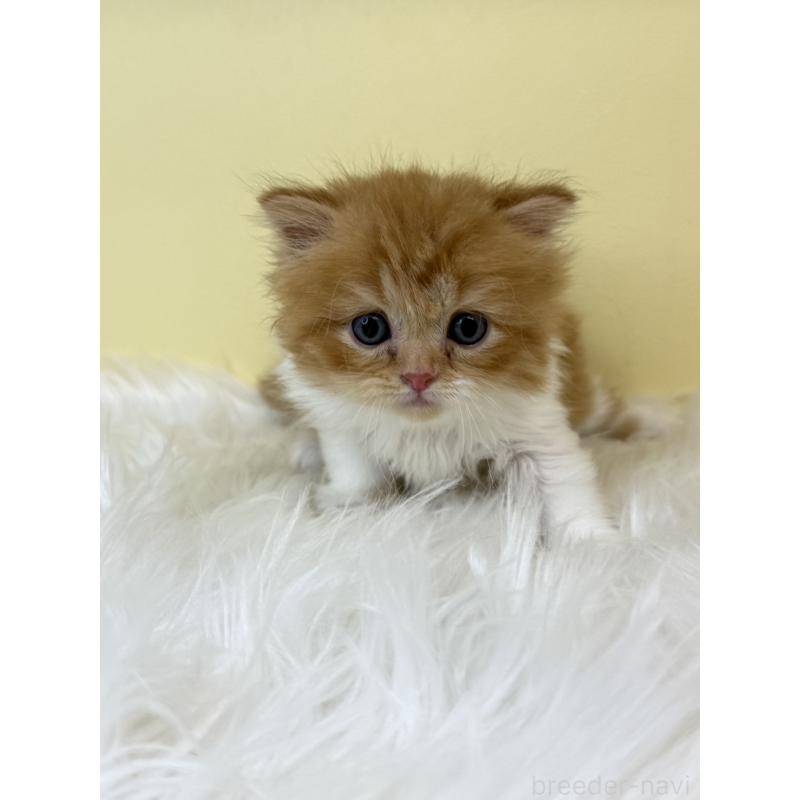 販売中の埼玉県のスコティッシュフォールド(折れ耳)-139048の4枚目