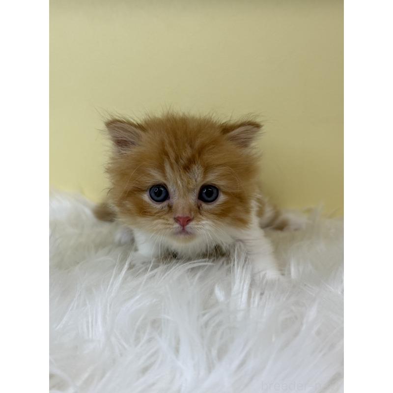 販売中の埼玉県のスコティッシュフォールド(折れ耳)-139048の3枚目