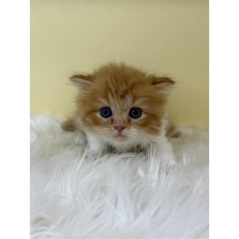 販売中の埼玉県のスコティッシュフォールド(折れ耳)-139048の2枚目