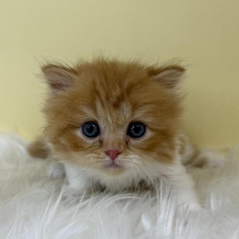 販売中の埼玉県のスコティッシュフォールド(折れ耳)-139048の1枚目