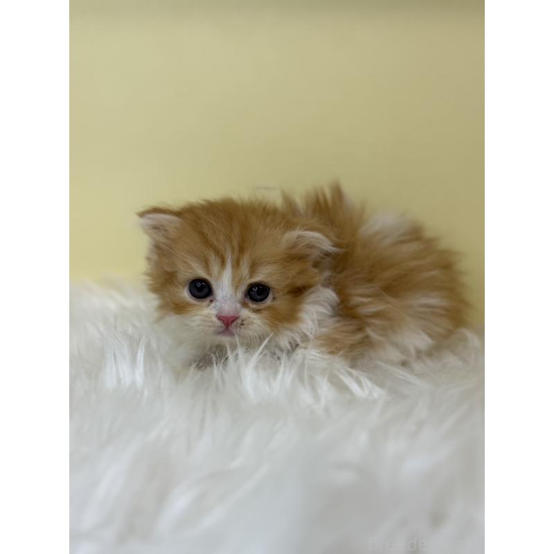 販売中の埼玉県のスコティッシュフォールド(折れ耳)-139049の4枚目