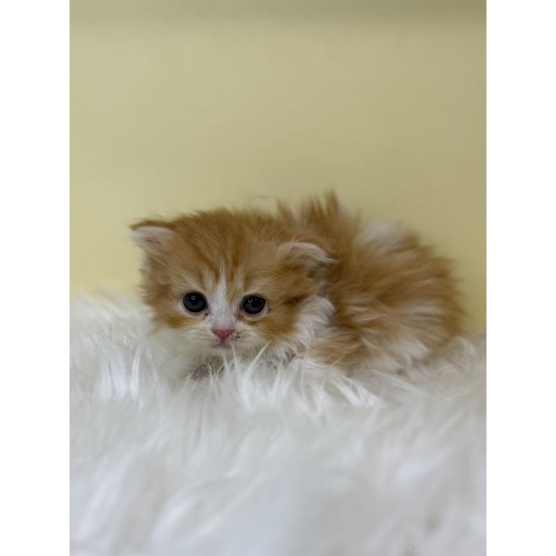 販売中の埼玉県のスコティッシュフォールド(折れ耳)-139049の3枚目