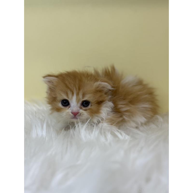 販売中の埼玉県のスコティッシュフォールド(折れ耳)-139049の2枚目