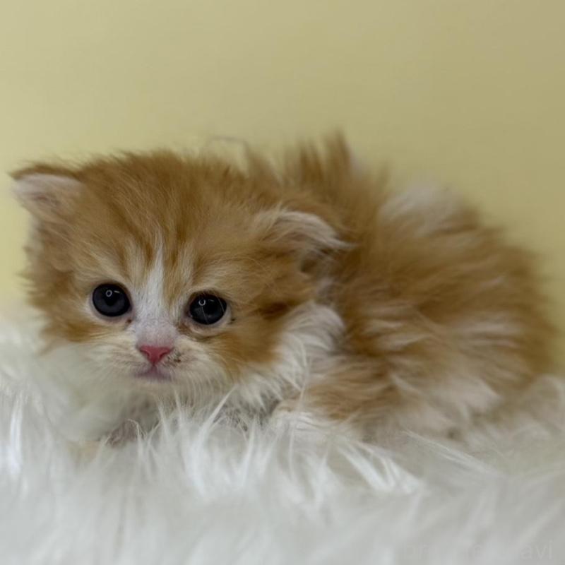 販売中の埼玉県のスコティッシュフォールド(折れ耳)-139049の1枚目