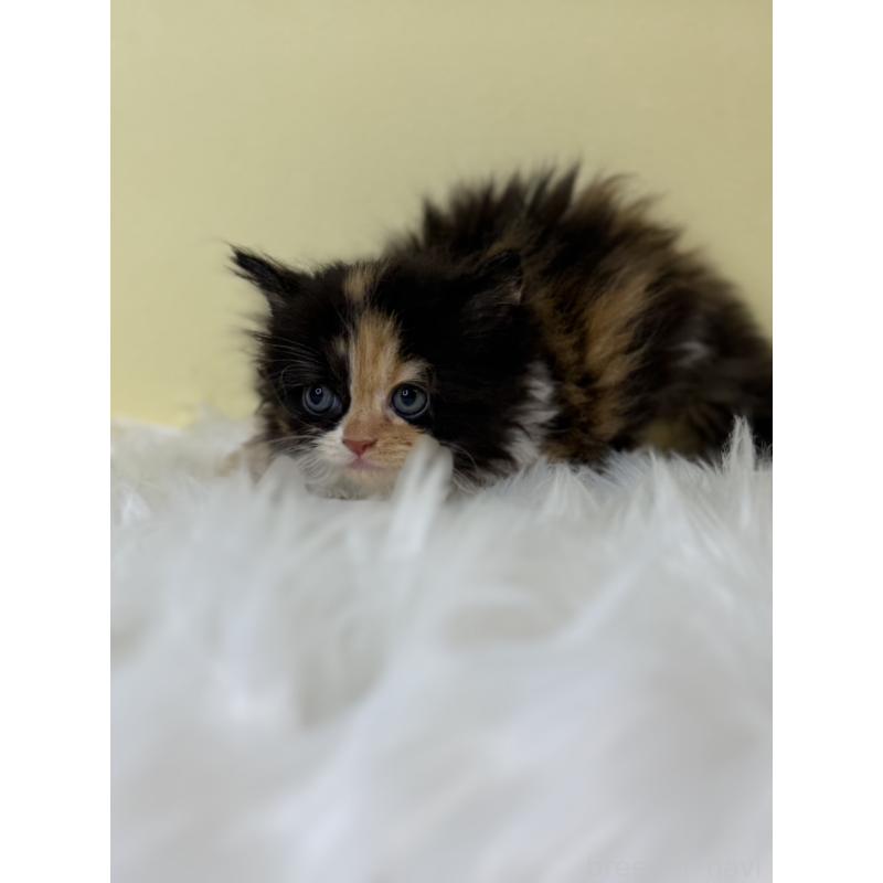 販売中の埼玉県のスコティッシュフォールド(折れ耳)-139050の4枚目