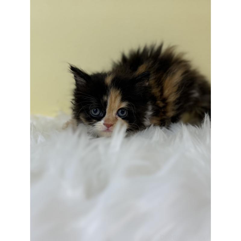 販売中の埼玉県のスコティッシュフォールド(折れ耳)-139050の3枚目