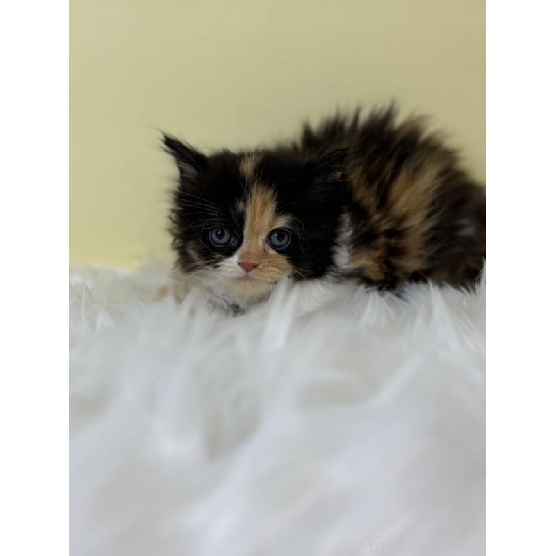 販売中の埼玉県のスコティッシュフォールド(折れ耳)-139050の2枚目