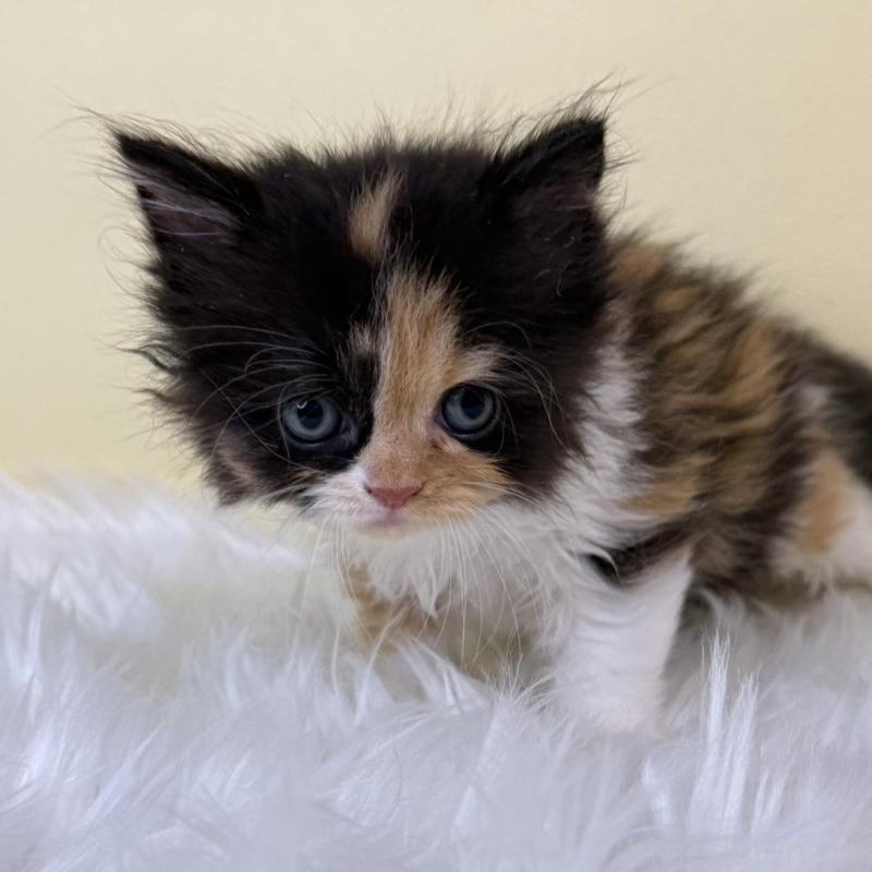 販売中の埼玉県のスコティッシュフォールド(折れ耳)-139050の1枚目