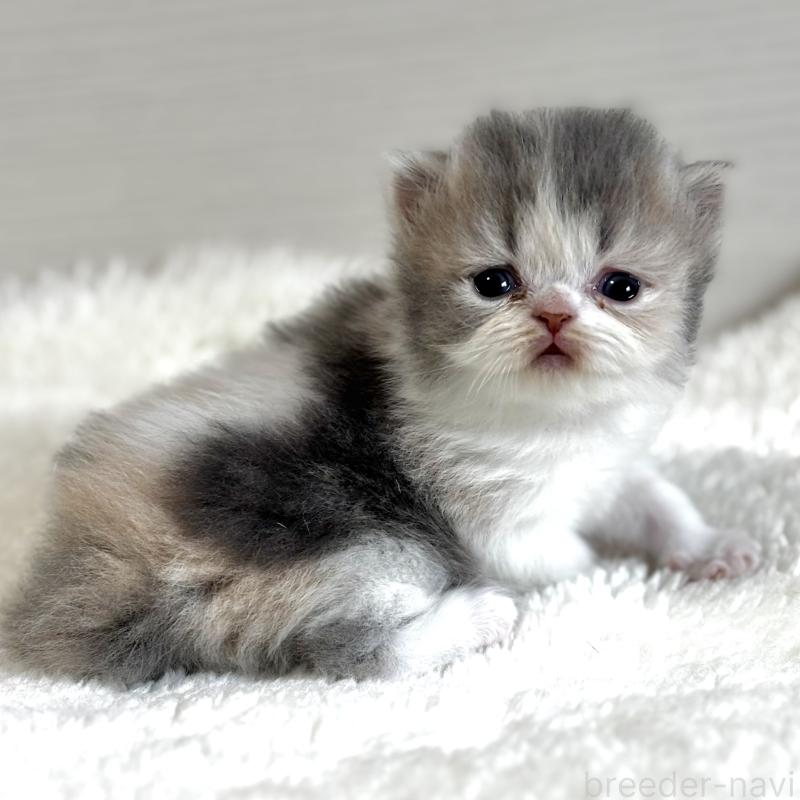 販売中の埼玉県のフォールデックス-139154の2枚目