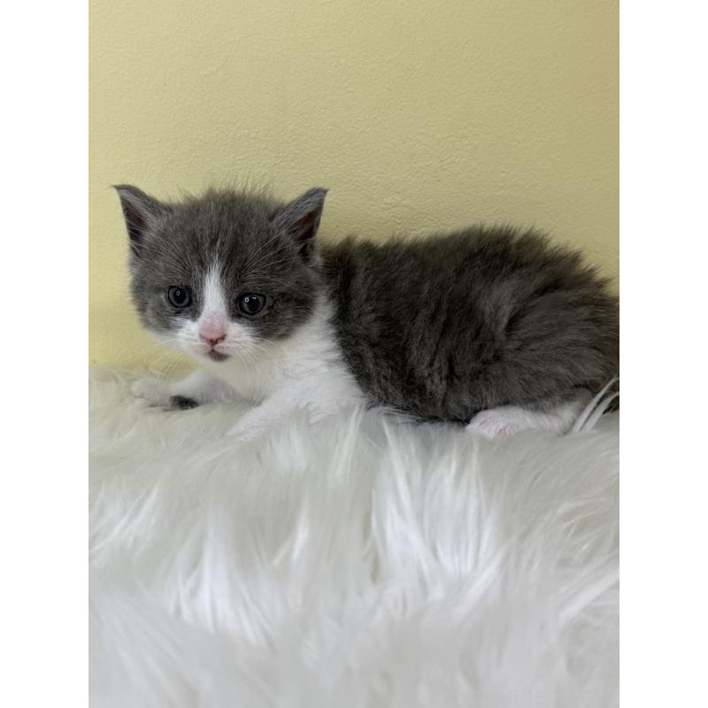 販売中の埼玉県のスコティッシュフォールド-139051の3枚目