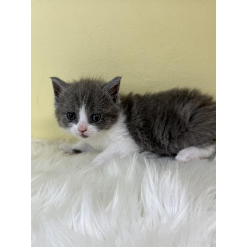 販売中の埼玉県のスコティッシュフォールド-139051の4枚目