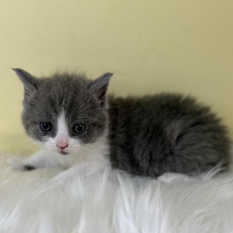 販売中の埼玉県のスコティッシュフォールド-139051の1枚目