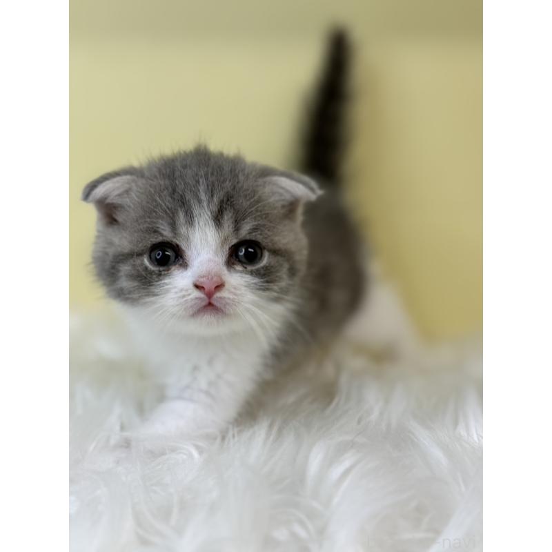 販売中の埼玉県のスコティッシュフォールド(折れ耳)-139052の4枚目