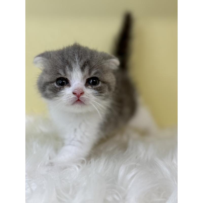 販売中の埼玉県のスコティッシュフォールド(折れ耳)-139052の3枚目