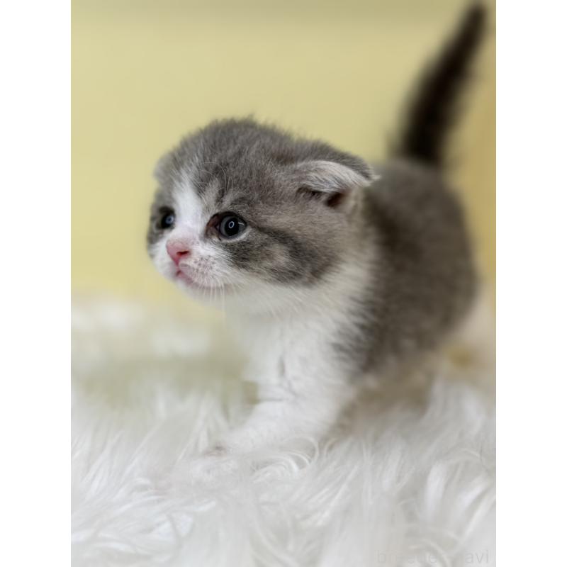 販売中の埼玉県のスコティッシュフォールド(折れ耳)-139052の2枚目