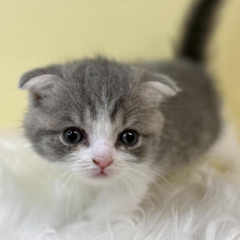 販売中の埼玉県のスコティッシュフォールド(折れ耳)-139052の1枚目