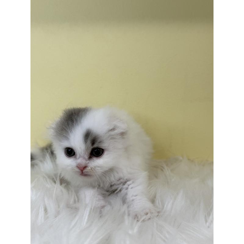 販売中の埼玉県のスコティッシュフォールド(折れ耳)-139053の4枚目