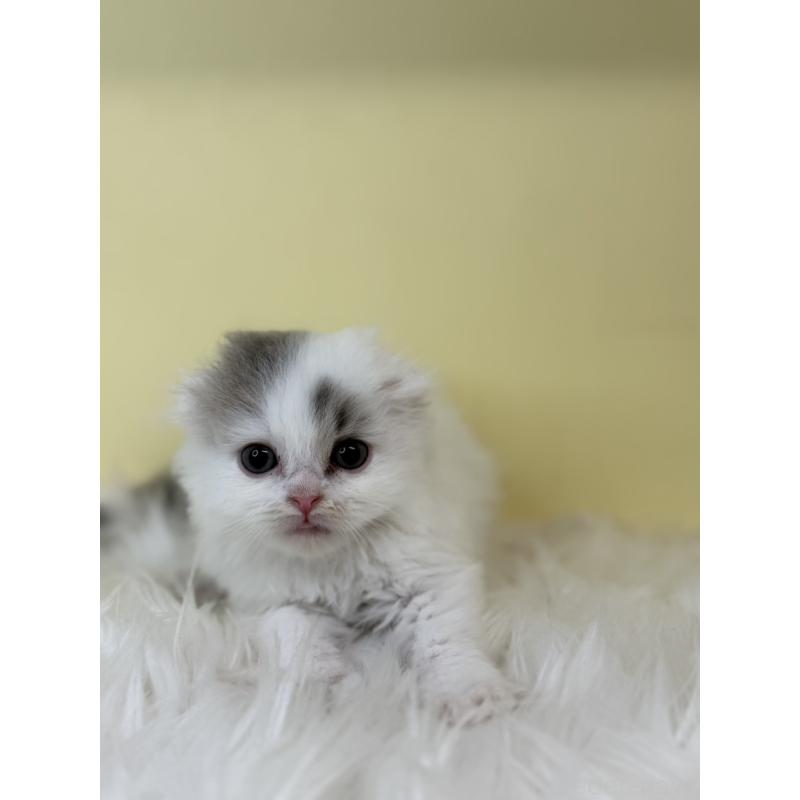 販売中の埼玉県のスコティッシュフォールド(折れ耳)-139053の3枚目