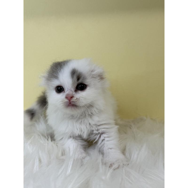 販売中の埼玉県のスコティッシュフォールド(折れ耳)-139053の2枚目