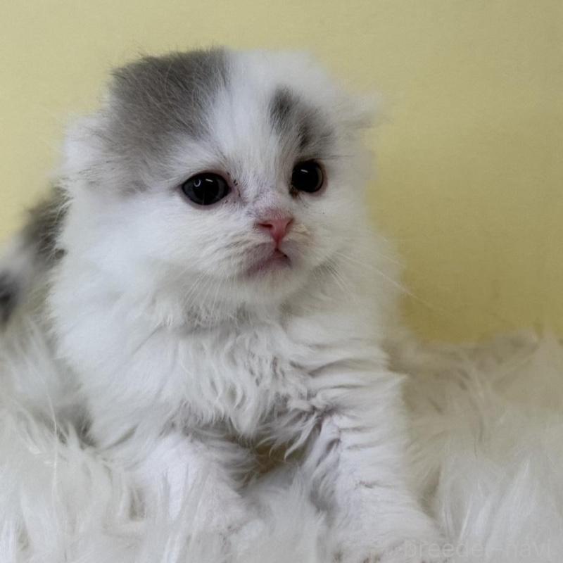 販売中の埼玉県のスコティッシュフォールド(折れ耳)-139053の1枚目