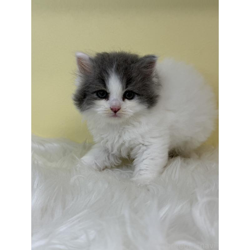 販売中の埼玉県のスコティッシュフォールド(折れ耳)-139054の2枚目